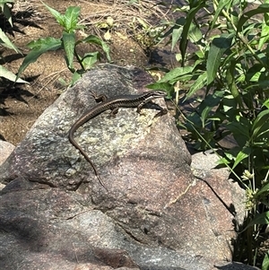 Eulamprus heatwolei (Yellow-bellied Water Skink) at Strathnairn, ACT - 20 Jan 2025 by Choyster