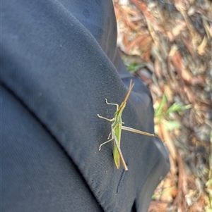 Acrida conica (Giant green slantface) at Canberra, ACT - 5 Feb 2025 by Choyster