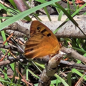 Heteronympha penelope at Braidwood, NSW - 13 Feb 2025 by MatthewFrawley