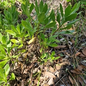 Dimorphotheca ecklonis at Uriarra Village, ACT - 13 Feb 2025 11:25 AM