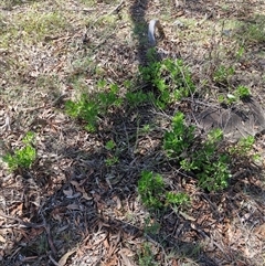 Dimorphotheca ecklonis at Uriarra Village, ACT - 13 Feb 2025 11:25 AM