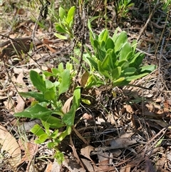 Dimorphotheca ecklonis at Uriarra Village, ACT - 13 Feb 2025 11:25 AM