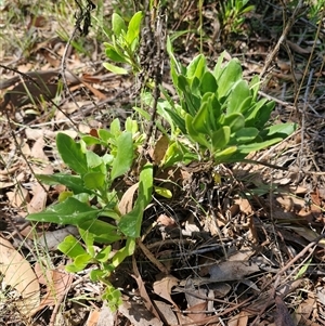 Dimorphotheca ecklonis at Uriarra Village, ACT - 13 Feb 2025 11:25 AM