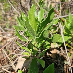 Dimorphotheca ecklonis at Uriarra Village, ACT - 13 Feb 2025 11:25 AM