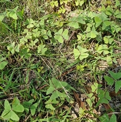 Oxalis latifolia (Fishtail Oxalis) at Uriarra Village, ACT - Yesterday by Jackserbatoioactgov