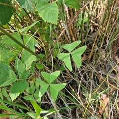 Oxalis latifolia at Uriarra Village, ACT - 13 Feb 2025 11:26 AM