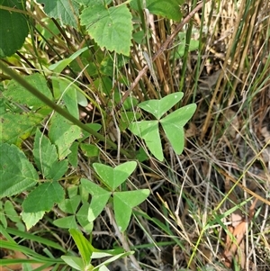 Oxalis latifolia at Uriarra Village, ACT - 13 Feb 2025 11:26 AM