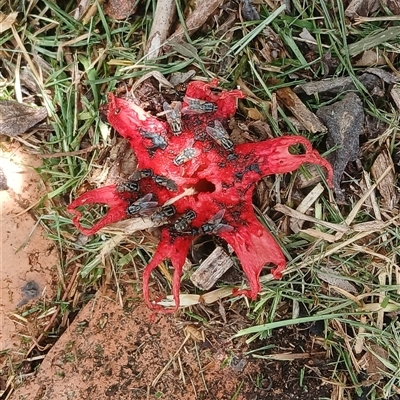 Aseroe rubra (Anemone Stinkhorn) at Jamberoo, NSW - 13 Feb 2025 by plants