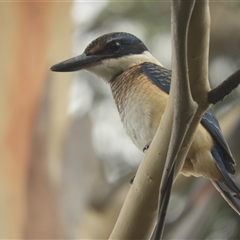 Todiramphus sanctus (Sacred Kingfisher) at Murrumbateman, NSW - 13 Feb 2025 by SimoneC