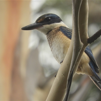 Todiramphus sanctus (Sacred Kingfisher) at Murrumbateman, NSW - 13 Feb 2025 by SimoneC