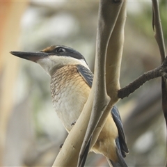 Todiramphus sanctus at Murrumbateman, NSW - 13 Feb 2025 12:09 PM