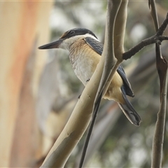 Todiramphus sanctus at Murrumbateman, NSW - 13 Feb 2025 12:09 PM