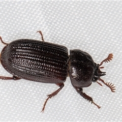 Syndesus cornutus at Melba, ACT - 4 Feb 2025 10:14 PM