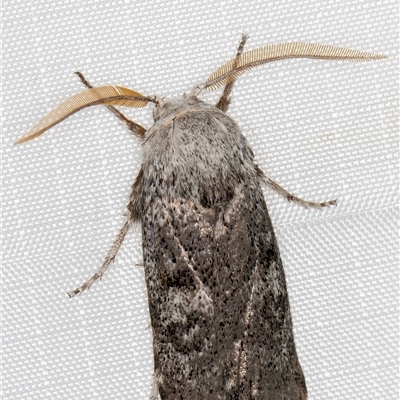 Cryptophasa irrorata (A Gelechioid moth (Xyloryctidae)) at Melba, ACT - 4 Feb 2025 by kasiaaus