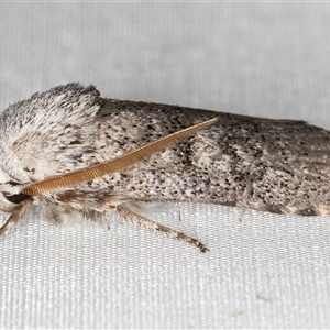 Cryptophasa irrorata at Melba, ACT - 4 Feb 2025 10:28 PM