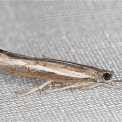 Ptochostola microphaeellus (A Crambid moth) at Melba, ACT - 4 Feb 2025 by kasiaaus