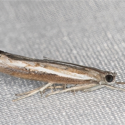 Ptochostola microphaeellus (A Crambid moth) at Melba, ACT - 4 Feb 2025 by kasiaaus