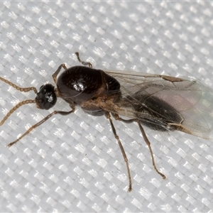 Formicidae (family) at Melba, ACT - 4 Feb 2025 10:16 PM