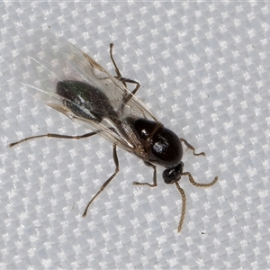 Formicidae (family) at Melba, ACT - 4 Feb 2025 10:16 PM