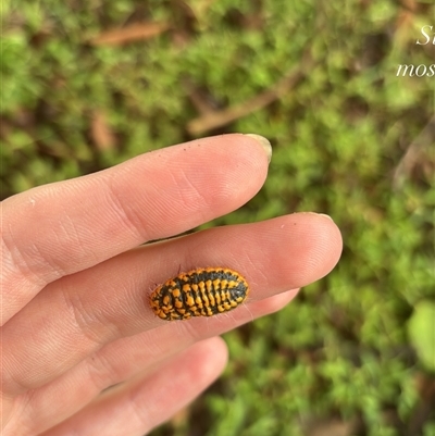 Unidentified Scale insect or Mealybug (Hemiptera, Coccoidea) at Greenhill, NSW - 13 Feb 2025 by zaryatears1