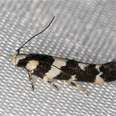 Macrobathra undescribed species No.1 (A Seed borer moth (Cosmopterigidae)) at Melba, ACT - 4 Feb 2025 by kasiaaus