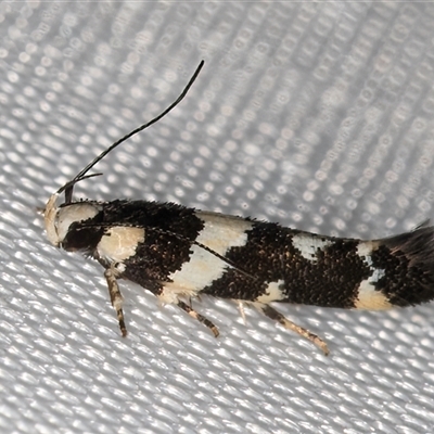 Macrobathra undescribed species No.1 (A Seed borer moth (Cosmopterigidae)) at Melba, ACT - 4 Feb 2025 by kasiaaus