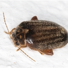 Scirtes sp. (Scirtid beetle) at Melba, ACT - 4 Feb 2025 by kasiaaus