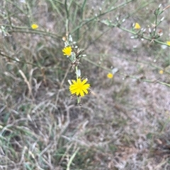 Chondrilla juncea (Skeleton Weed) at Throsby, ACT - Yesterday by Dylan93