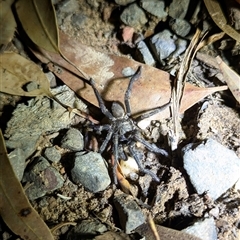 Arbanitis sp. (genus) (An armoured trapdoor spider) at Heathcote, NSW - 11 Feb 2025 by BackyardHabitatProject