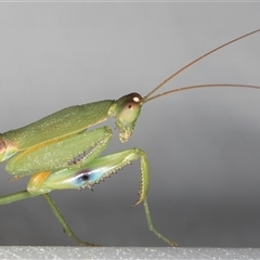 Pseudomantis albofimbriata (False garden mantis) at Melba, ACT - 4 Feb 2025 by kasiaaus