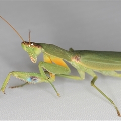 Pseudomantis albofimbriata at Melba, ACT - 4 Feb 2025 10:21 PM