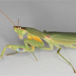 Pseudomantis albofimbriata at Melba, ACT - 4 Feb 2025 10:21 PM