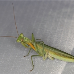 Pseudomantis albofimbriata at Melba, ACT - 4 Feb 2025 10:21 PM