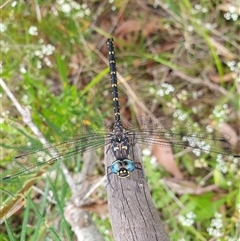 Austroaeschna obscura (Sydney Mountain Darner) at Penrose, NSW - 13 Feb 2025 by Aussiegall