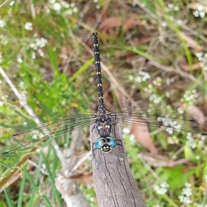 Austroaeschna obscura at Penrose, NSW - suppressed