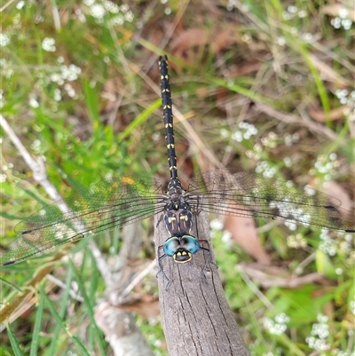 Austroaeschna obscura (Sydney Mountain Darner) at Penrose, NSW - 13 Feb 2025 by Aussiegall