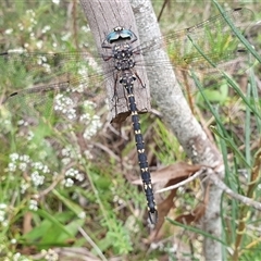 Austroaeschna obscura at Penrose, NSW - suppressed