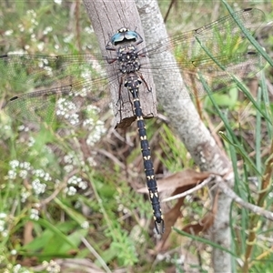 Austroaeschna obscura at Penrose, NSW - suppressed