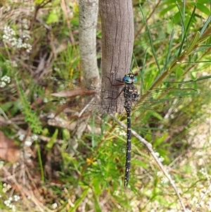 Austroaeschna obscura at Penrose, NSW - suppressed