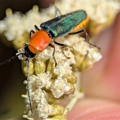 Chauliognathus tricolor (Tricolor soldier beetle) at Tharwa, ACT - 5 Feb 2025 by Miranda