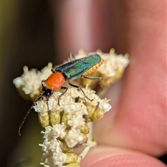 Chauliognathus tricolor at Tharwa, ACT - 5 Feb 2025 11:55 AM