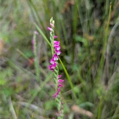 Spiranthes australis (Austral Ladies Tresses) at Tharwa, ACT - 5 Feb 2025 by Miranda