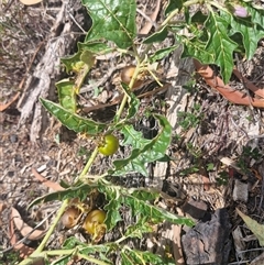 Solanum cinereum (Narrawa Burr) at Uriarra Village, ACT - 13 Feb 2025 by Jackoserbatoio