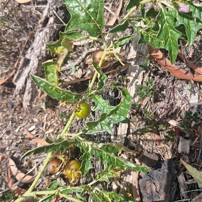 Solanum cinereum (Narrawa Burr) at Uriarra Village, ACT - 13 Feb 2025 by Jackoserbatoio