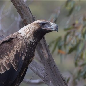 Aquila audax (Wedge-tailed Eagle) at Booth, ACT - 13 Feb 2025 by rawshorty