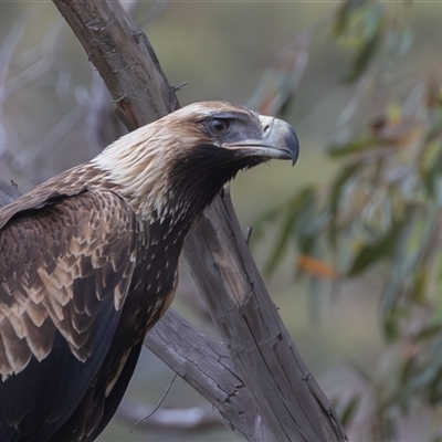 Aquila audax (Wedge-tailed Eagle) at Booth, ACT - 13 Feb 2025 by rawshorty