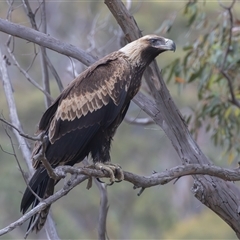 Aquila audax at Booth, ACT - 13 Feb 2025 08:55 AM