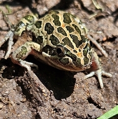 Limnodynastes tasmaniensis (Spotted Grass Frog) at Braidwood, NSW - 13 Feb 2025 by MatthewFrawley