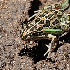 Limnodynastes tasmaniensis at Braidwood, NSW - 13 Feb 2025 01:55 PM