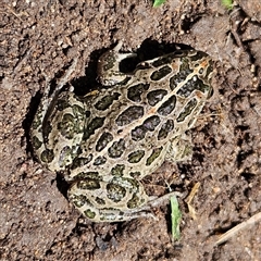 Limnodynastes tasmaniensis at Braidwood, NSW - 13 Feb 2025 01:55 PM